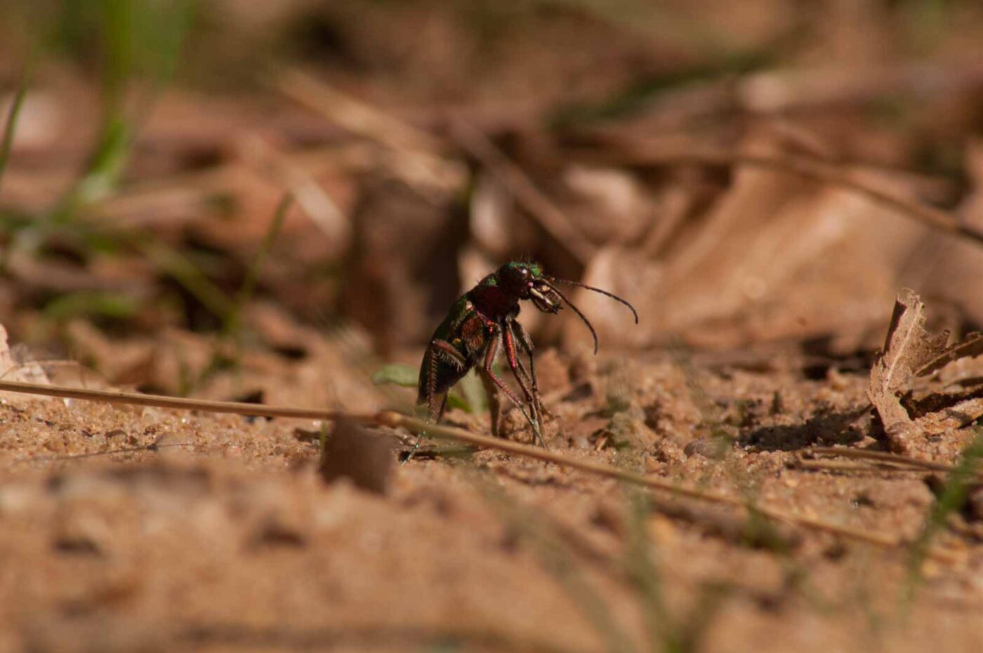 2017-03-31 - NSG Brinksknapp Recklinghausen