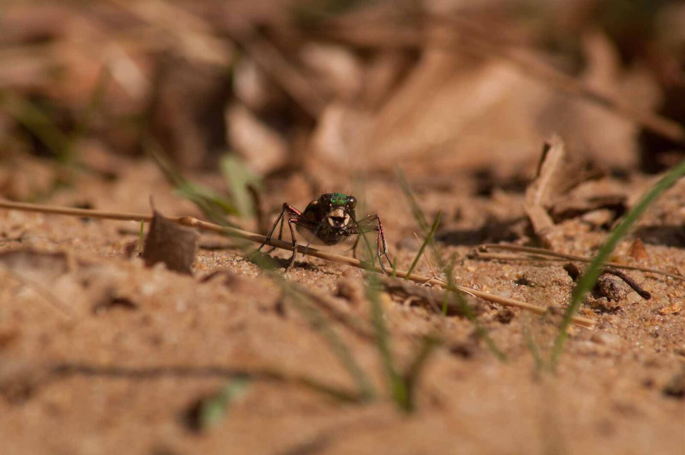 2017-03-31 - NSG Brinksknapp Recklinghausen