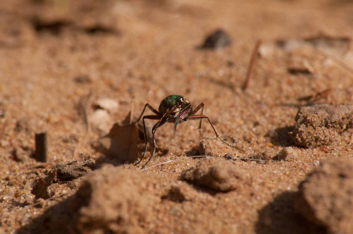 2017-03-31 - NSG Brinksknapp Recklinghausen