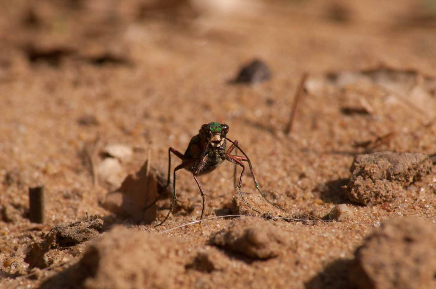 2017-03-31 - NSG Brinksknapp Recklinghausen