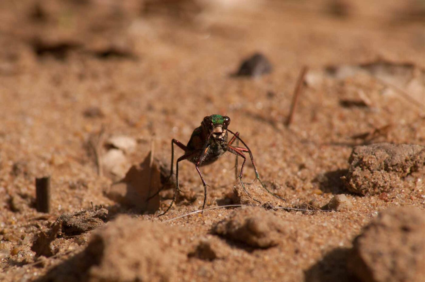 2017-03-31 - NSG Brinksknapp Recklinghausen