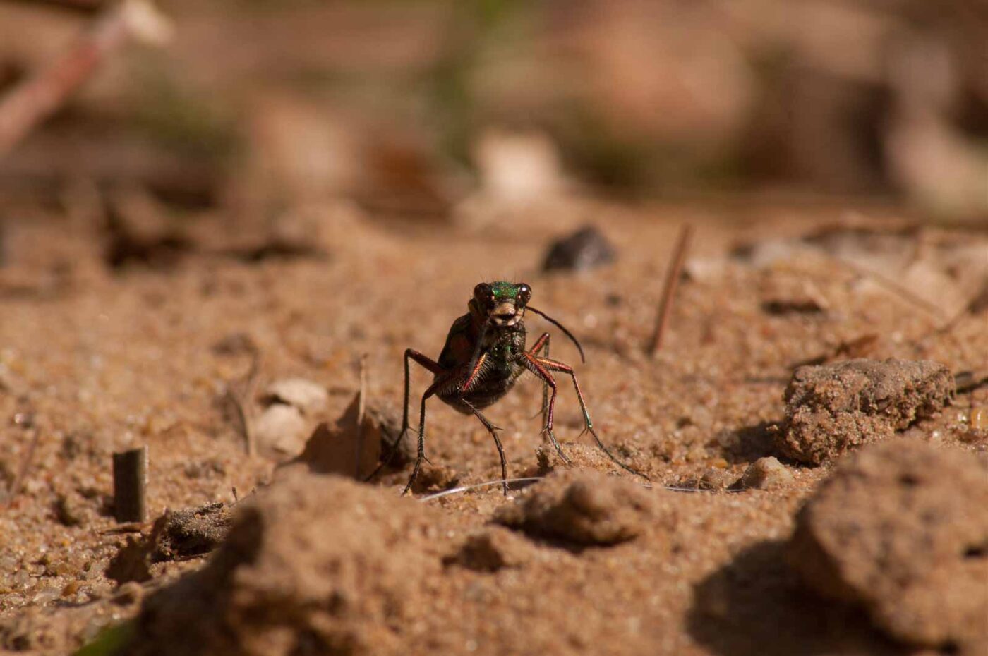 2017-03-31 - NSG Brinksknapp Recklinghausen