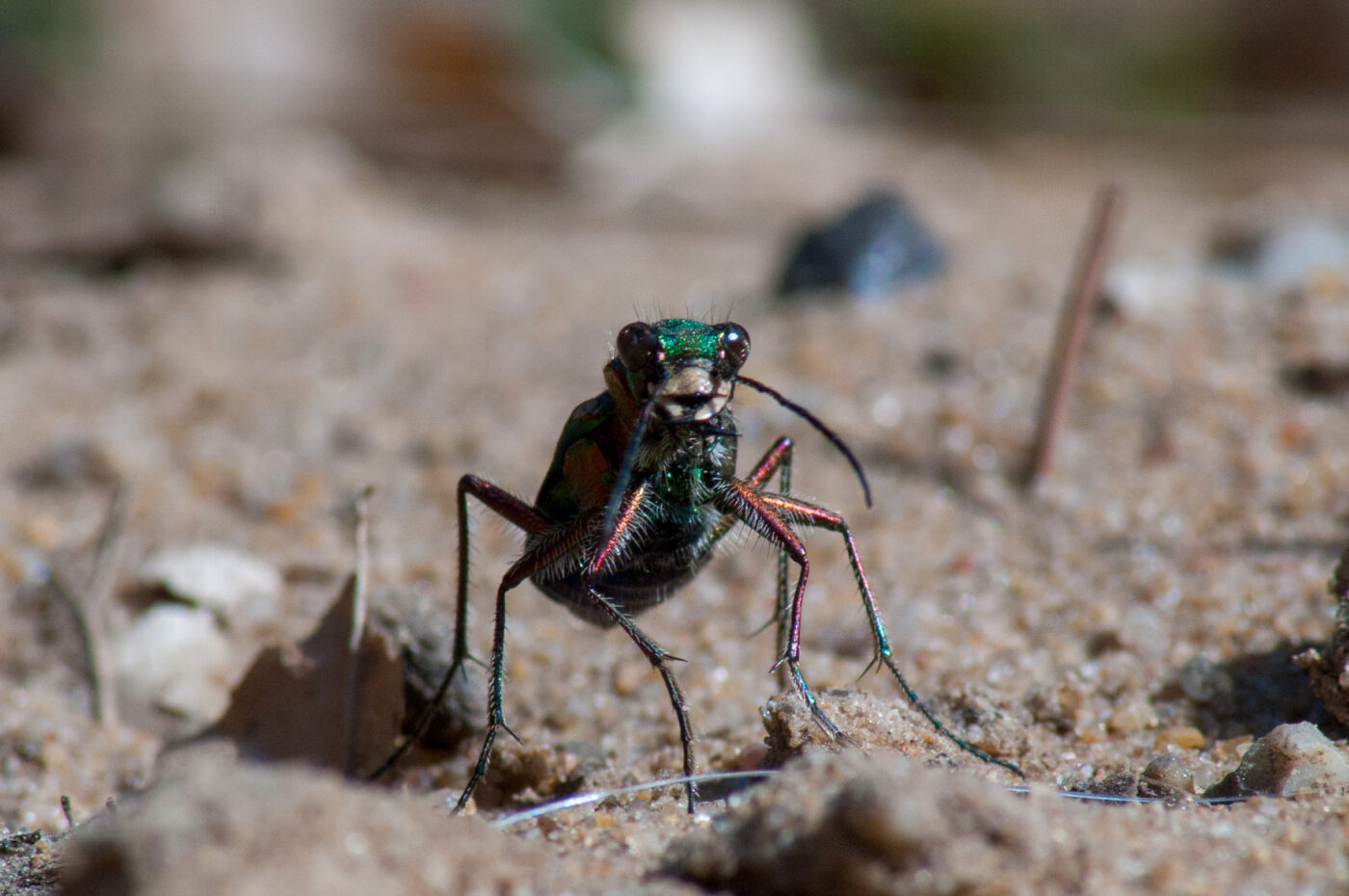 2017-03-31 - NSG Brinksknapp Recklinghausen