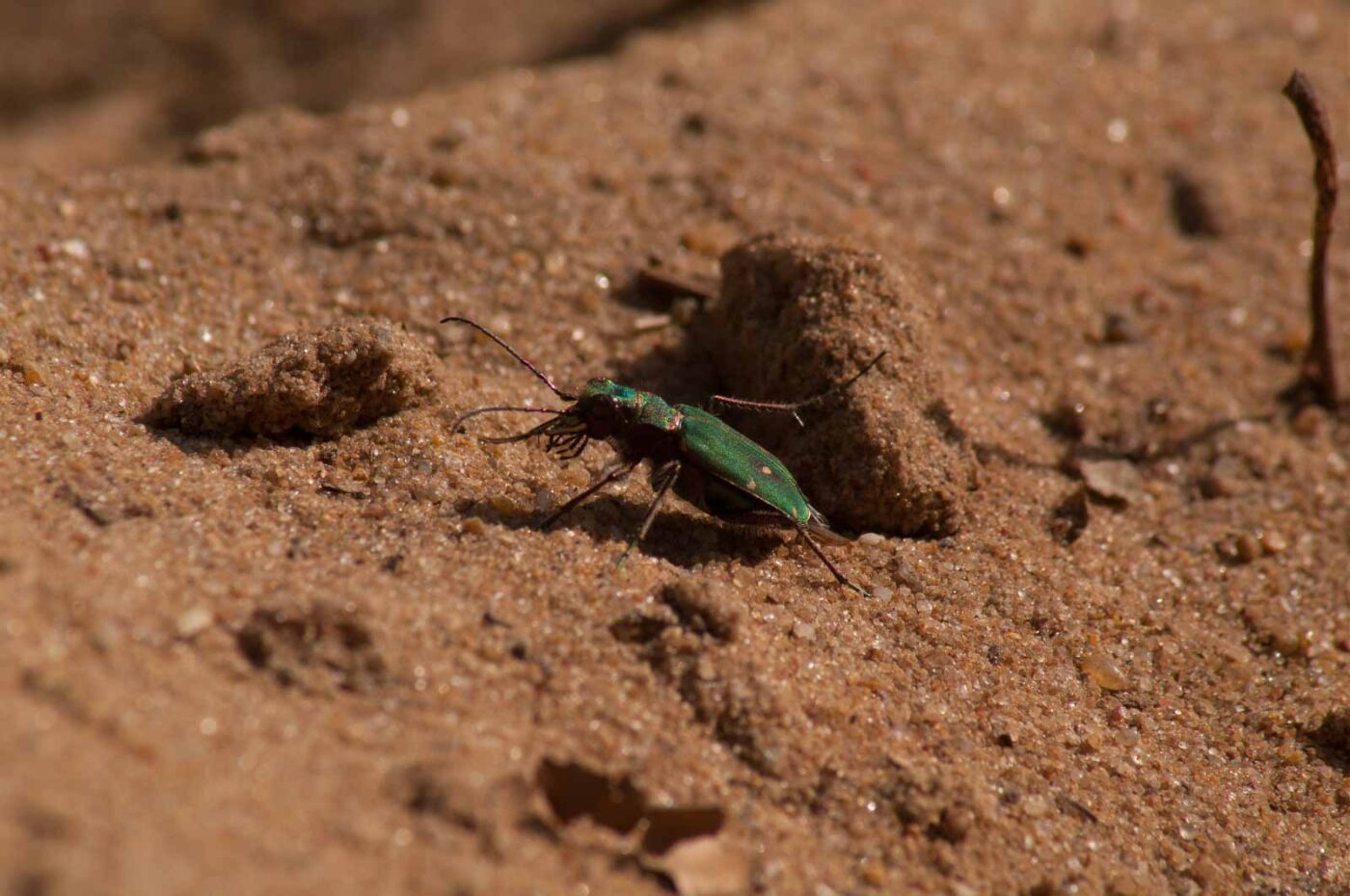 2017-03-31 - NSG Brinksknapp Recklinghausen