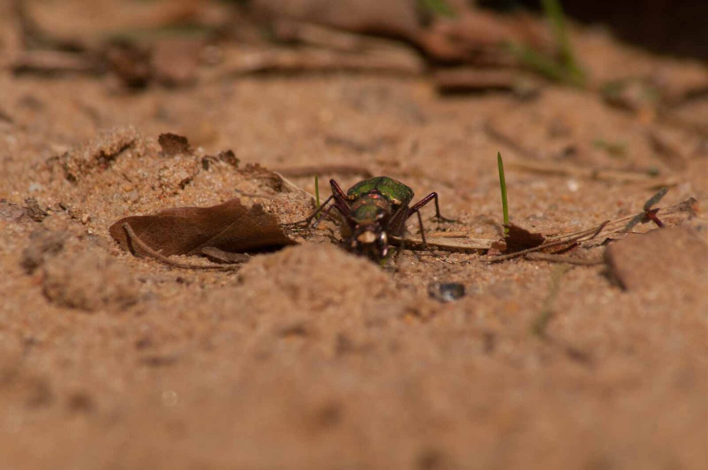 2017-03-31 - NSG Brinksknapp Recklinghausen