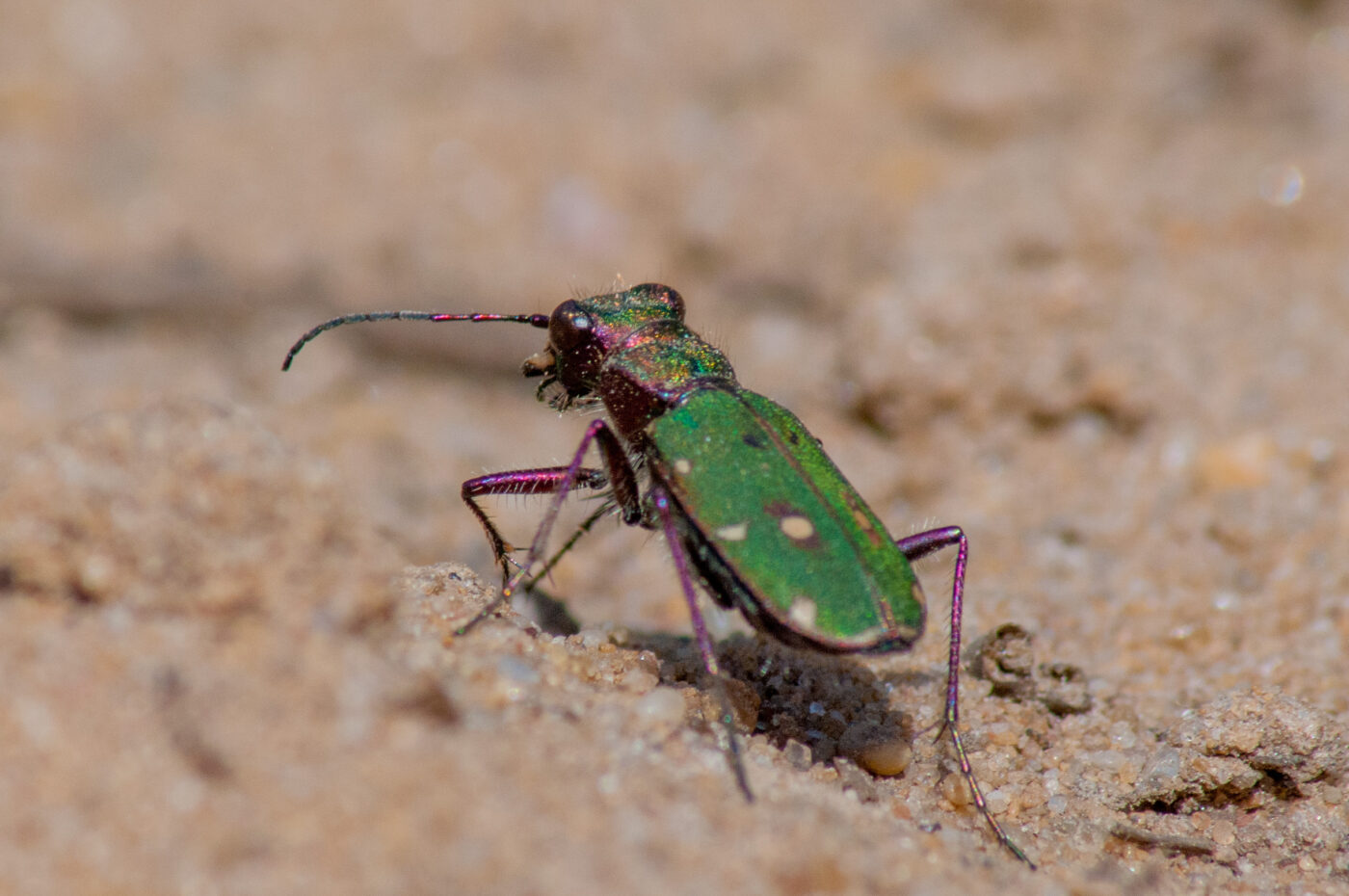 2017-03-31 - NSG Brinksknapp Recklinghausen