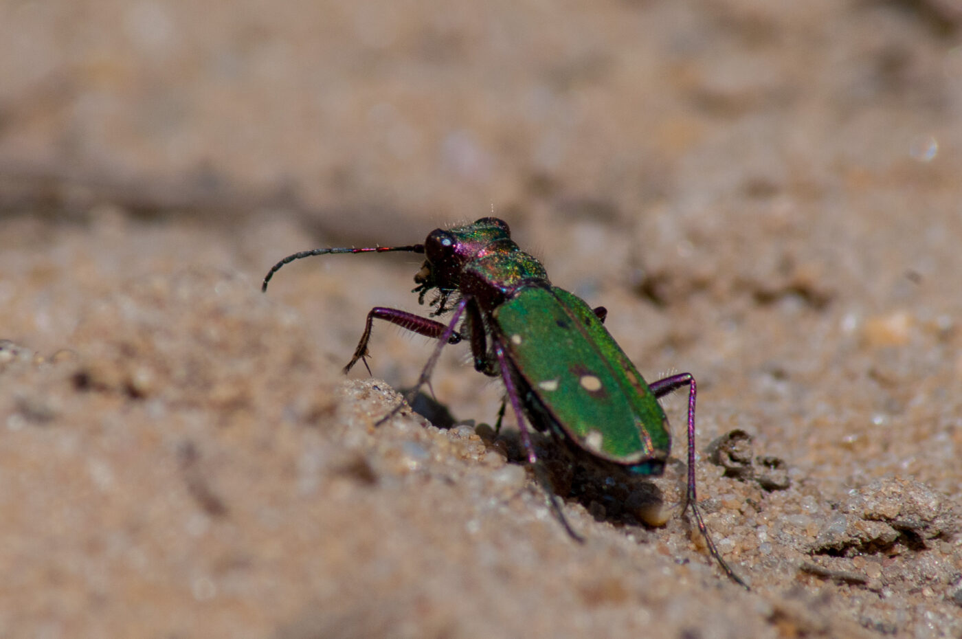 2017-03-31 - NSG Brinksknapp Recklinghausen