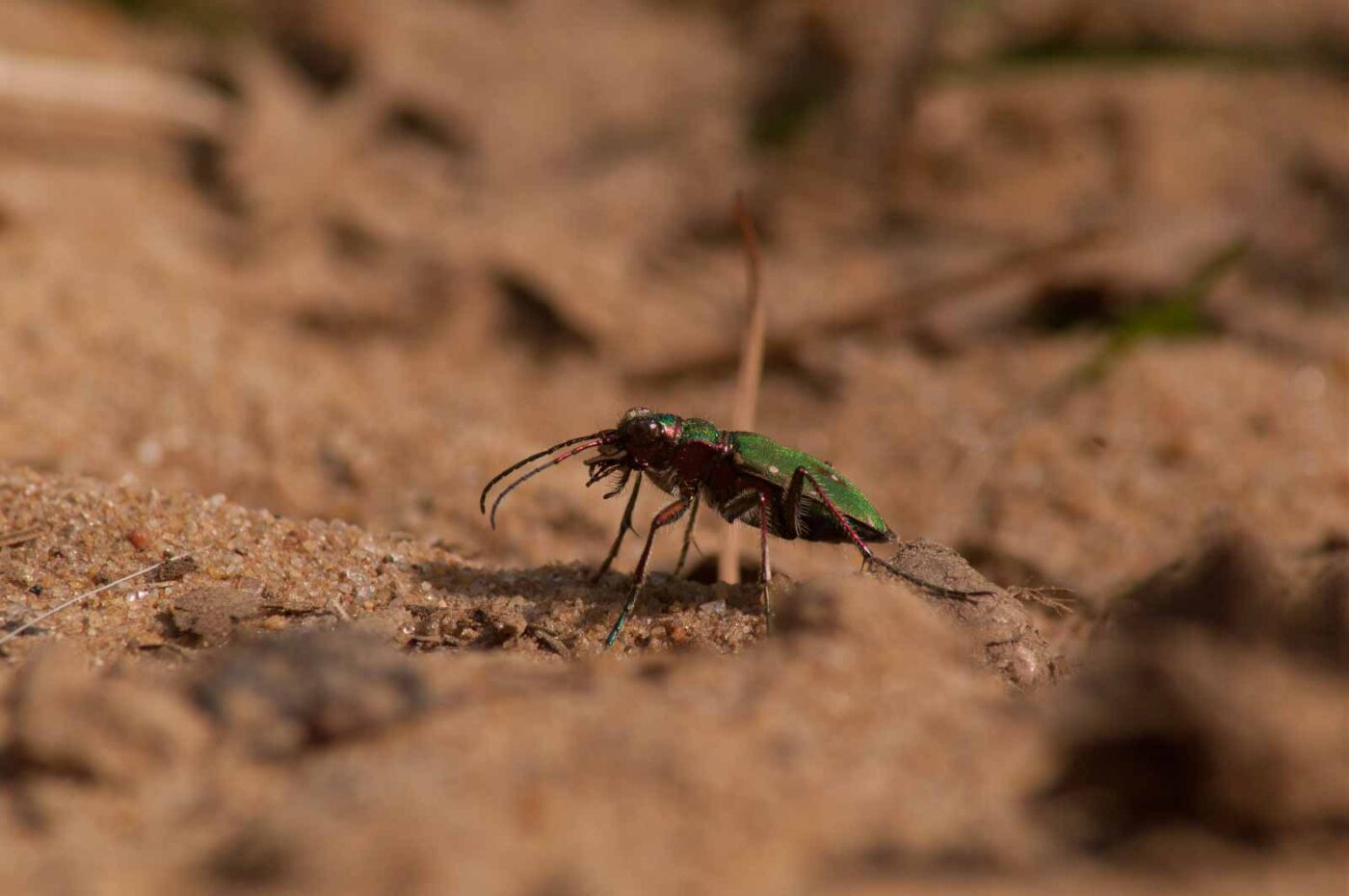 2017-03-31 - NSG Brinksknapp Recklinghausen