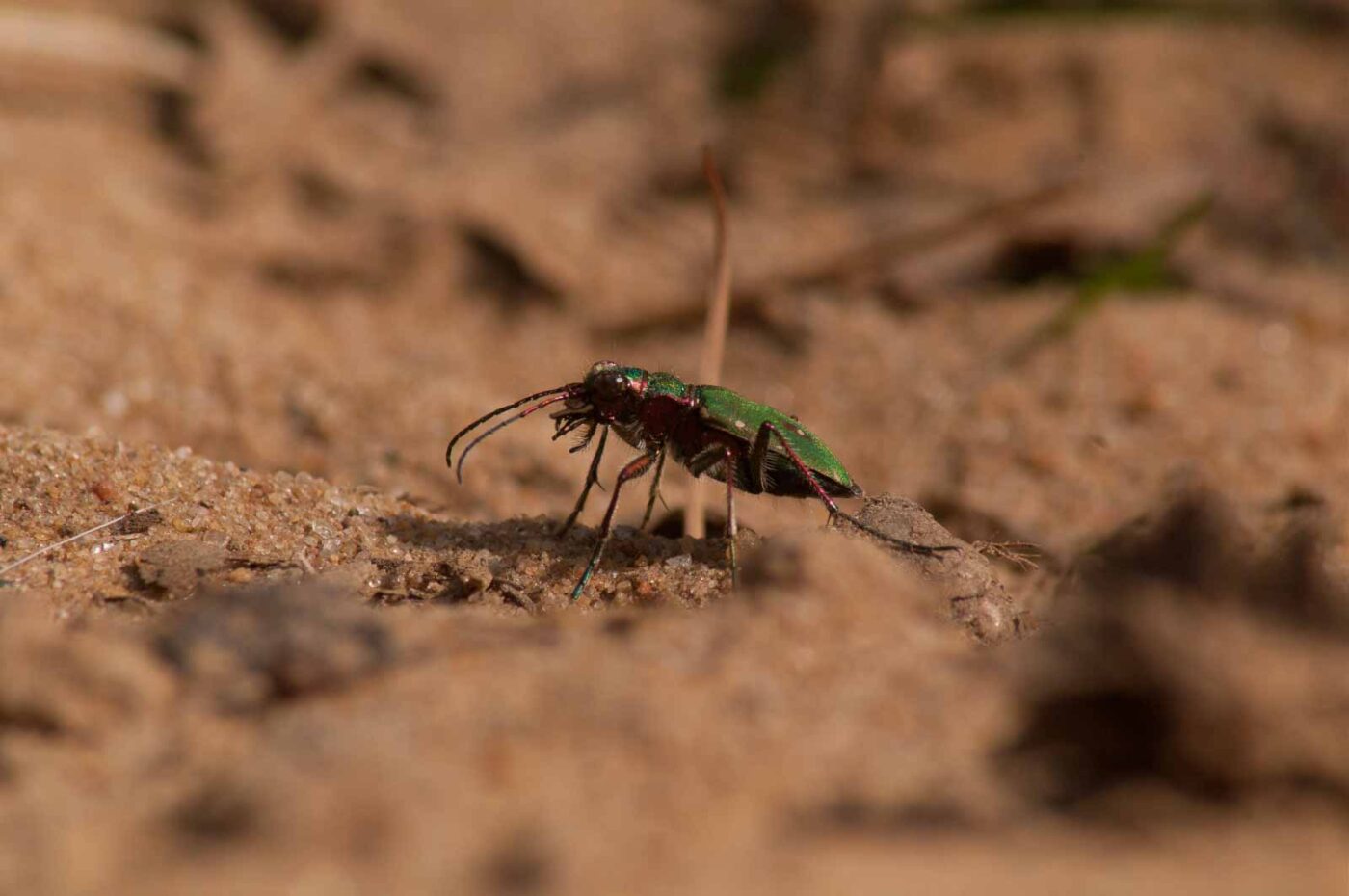 2017-03-31 - NSG Brinksknapp Recklinghausen