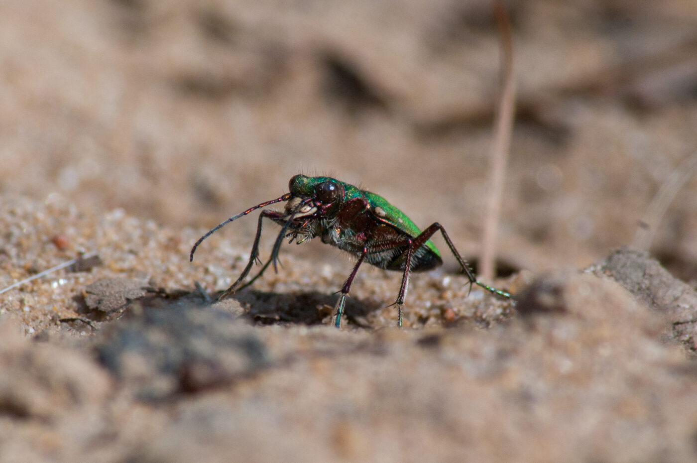 2017-03-31 - NSG Brinksknapp Recklinghausen