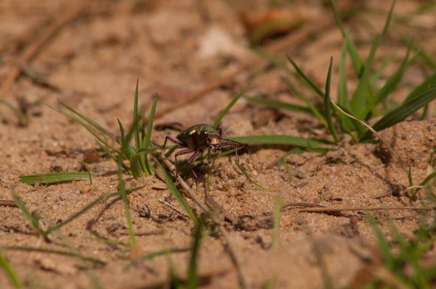 2017-03-31 - NSG Brinksknapp Recklinghausen