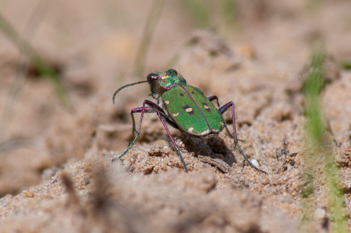 2017-03-31 - NSG Brinksknapp Recklinghausen