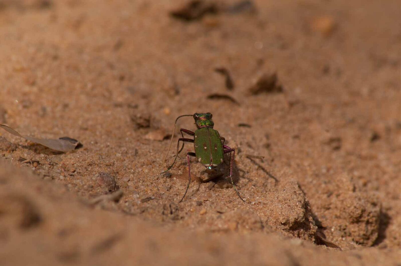 2017-03-31 - NSG Brinksknapp Recklinghausen