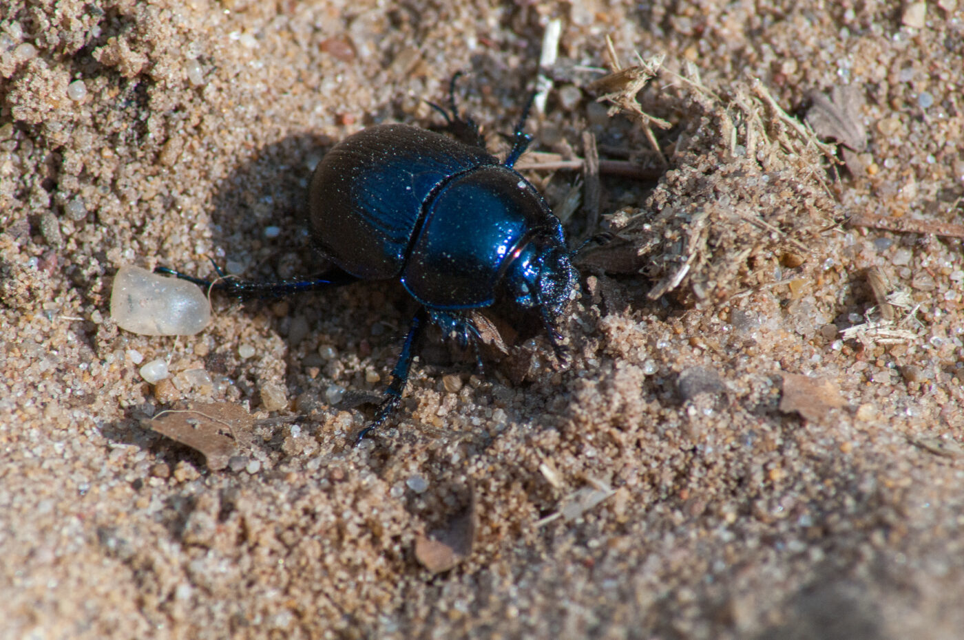 2017-03-31 - NSG Brinksknapp Recklinghausen