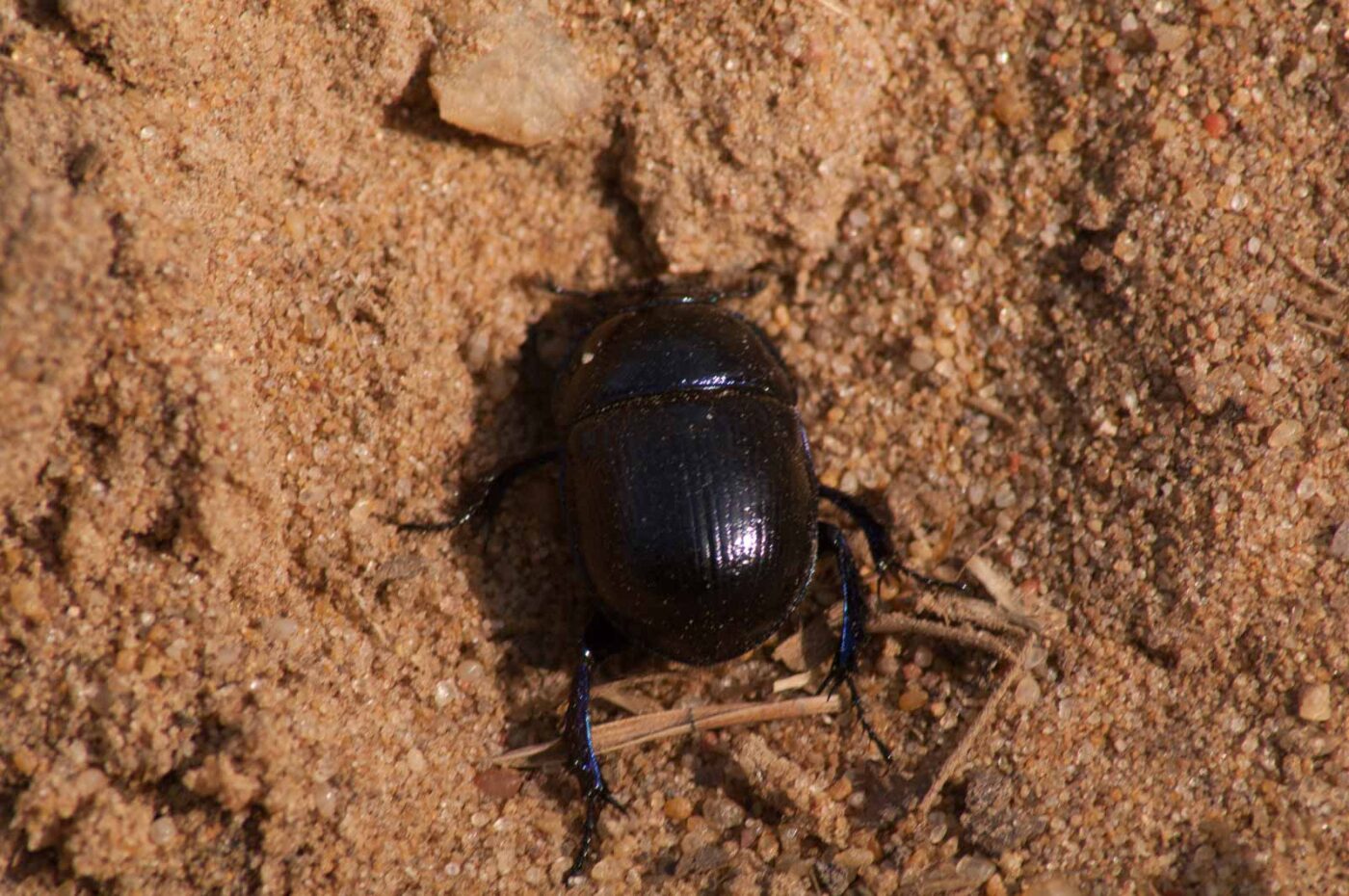 2017-03-31 - NSG Brinksknapp Recklinghausen