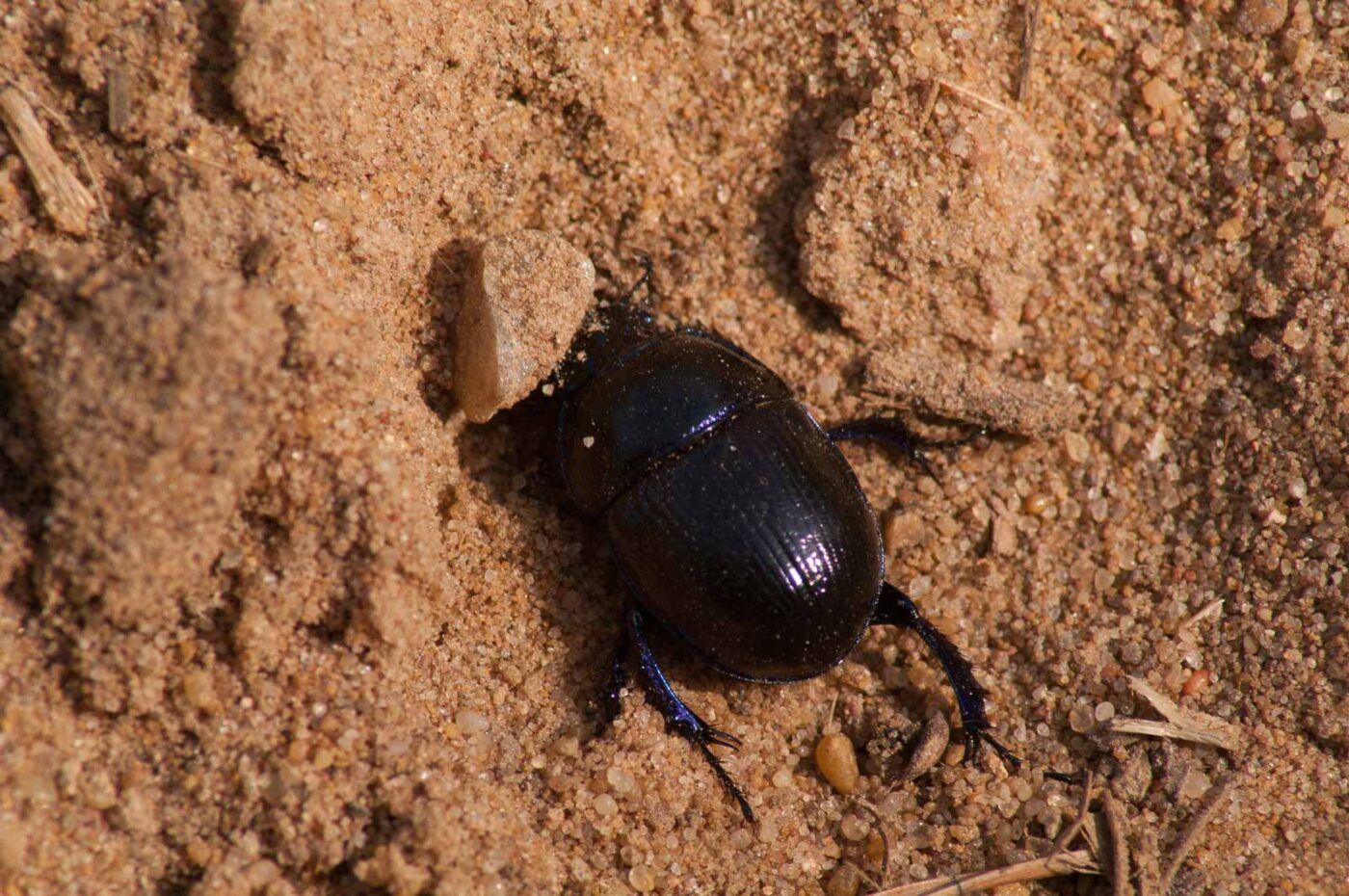 2017-03-31 - NSG Brinksknapp Recklinghausen