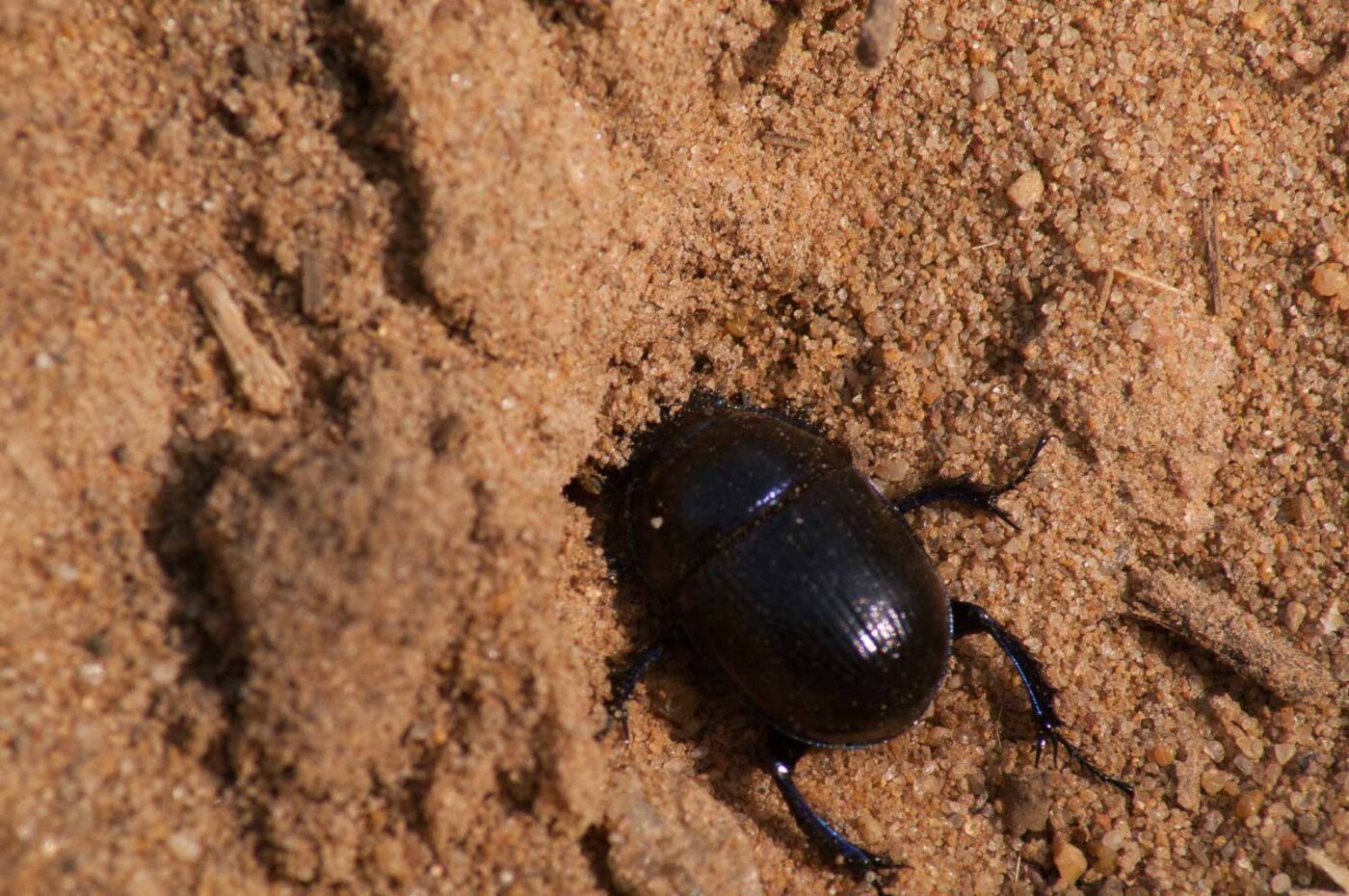 2017-03-31 - NSG Brinksknapp Recklinghausen