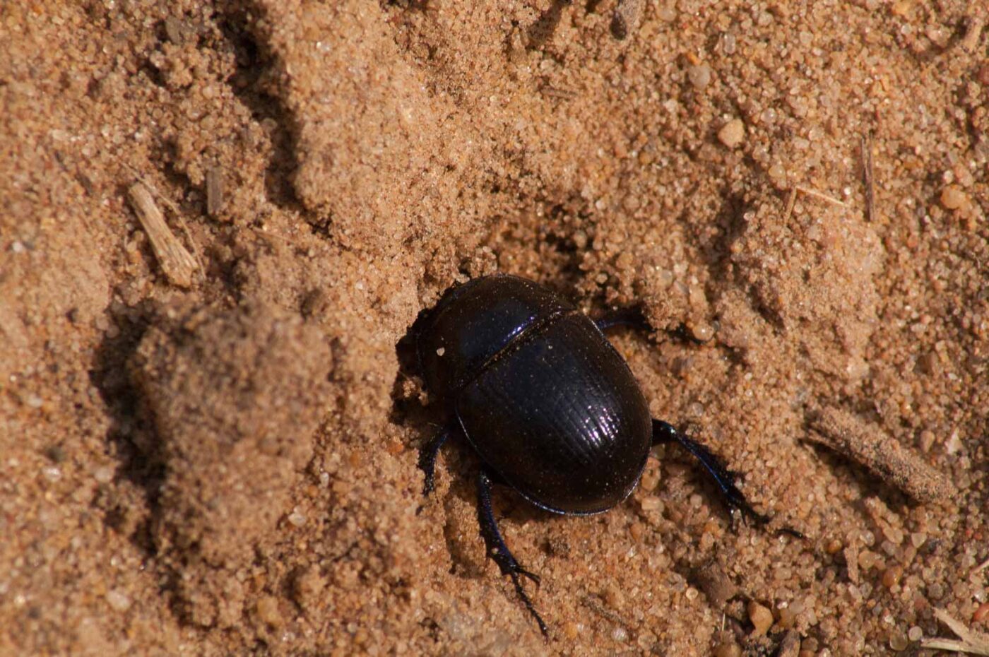 2017-03-31 - NSG Brinksknapp Recklinghausen