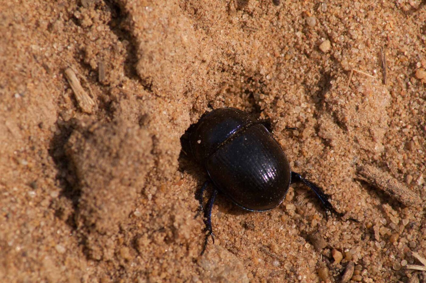 2017-03-31 - NSG Brinksknapp Recklinghausen