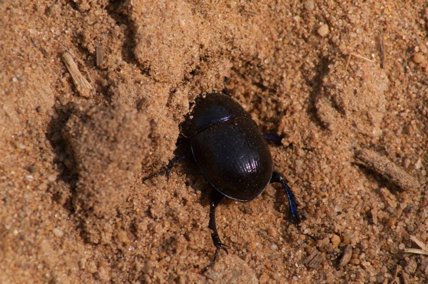 2017-03-31 - NSG Brinksknapp Recklinghausen