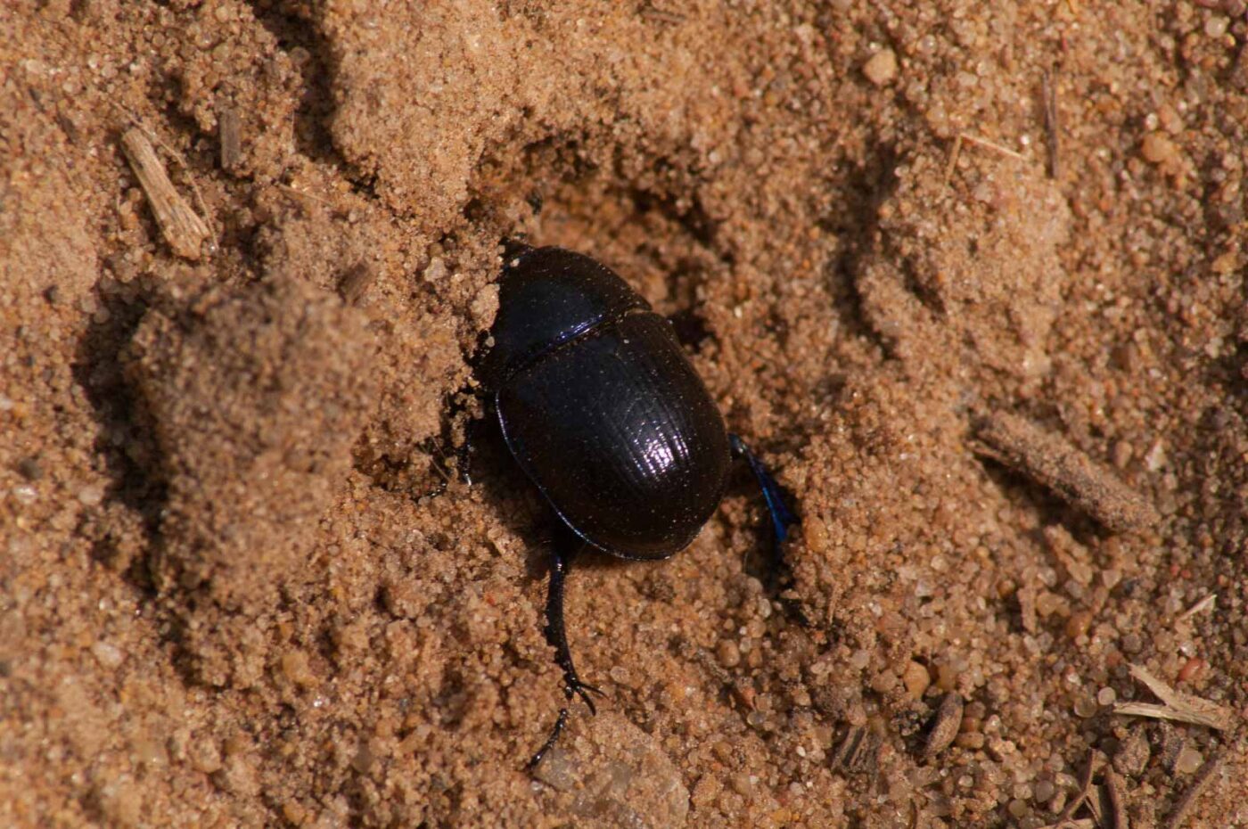 2017-03-31 - NSG Brinksknapp Recklinghausen