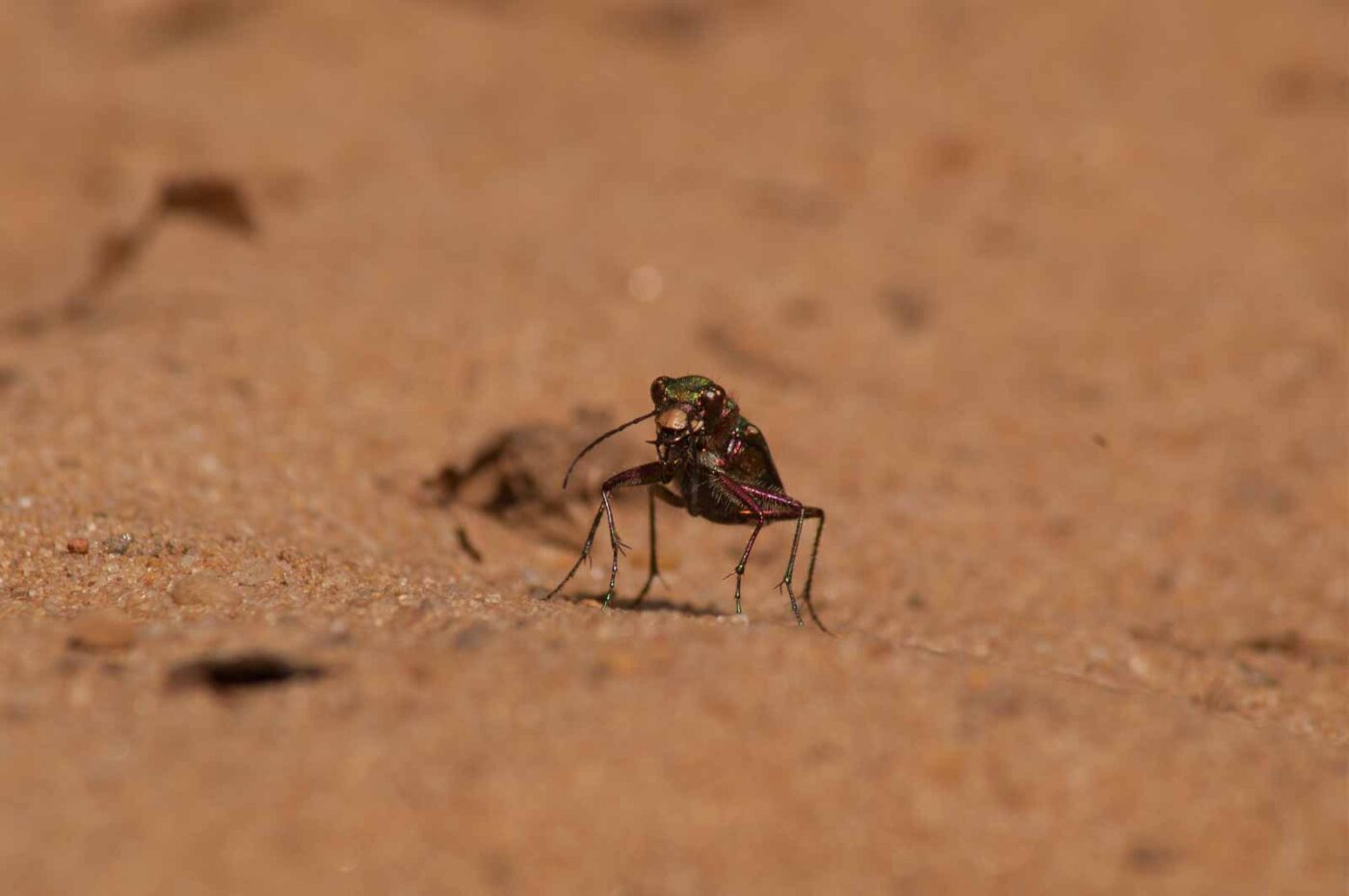 2017-03-31 - NSG Brinksknapp Recklinghausen