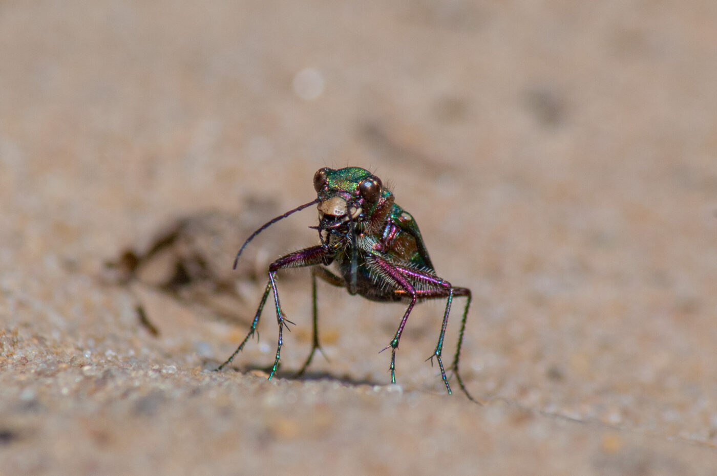 2017-03-31 - NSG Brinksknapp Recklinghausen