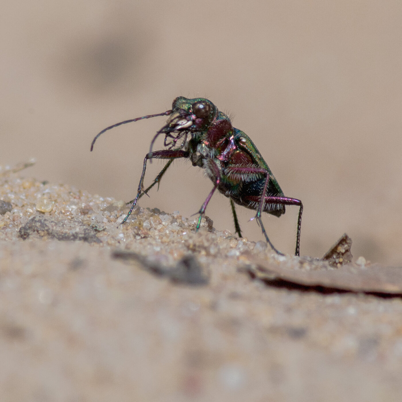 2017-03-31 - NSG Brinksknapp Recklinghausen