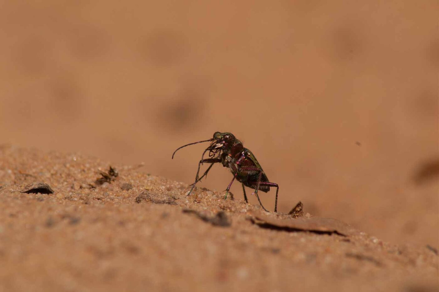 2017-03-31 - NSG Brinksknapp Recklinghausen