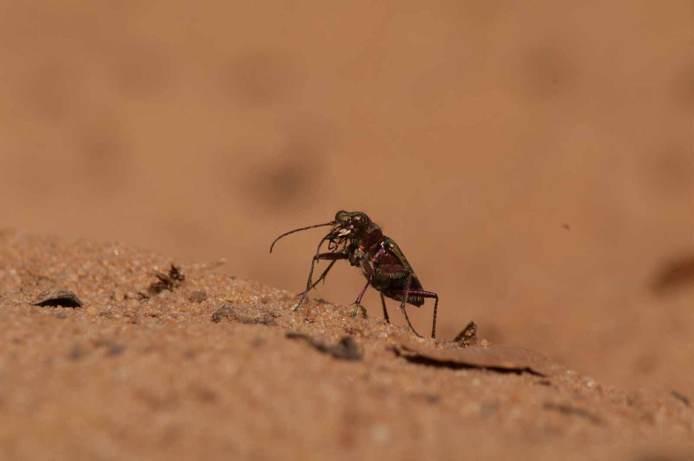 2017-03-31 - NSG Brinksknapp Recklinghausen