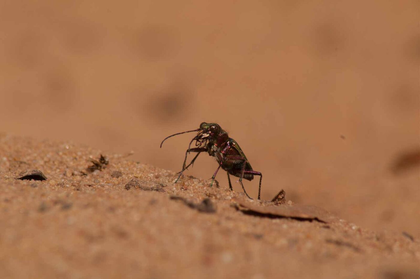 2017-03-31 - NSG Brinksknapp Recklinghausen