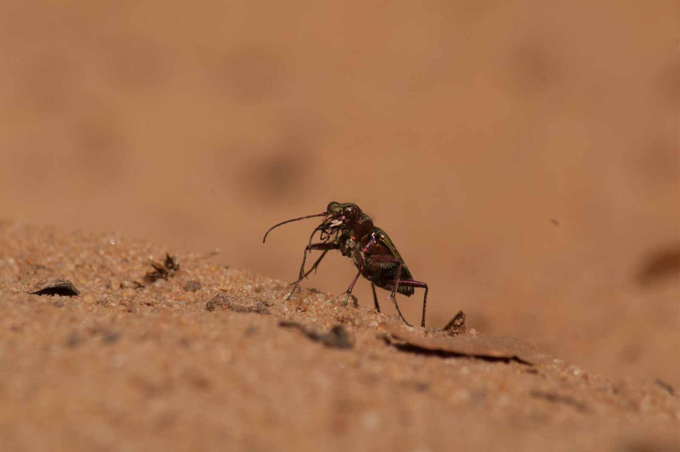 2017-03-31 - NSG Brinksknapp Recklinghausen