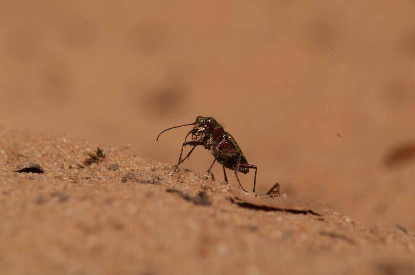 2017-03-31 - NSG Brinksknapp Recklinghausen