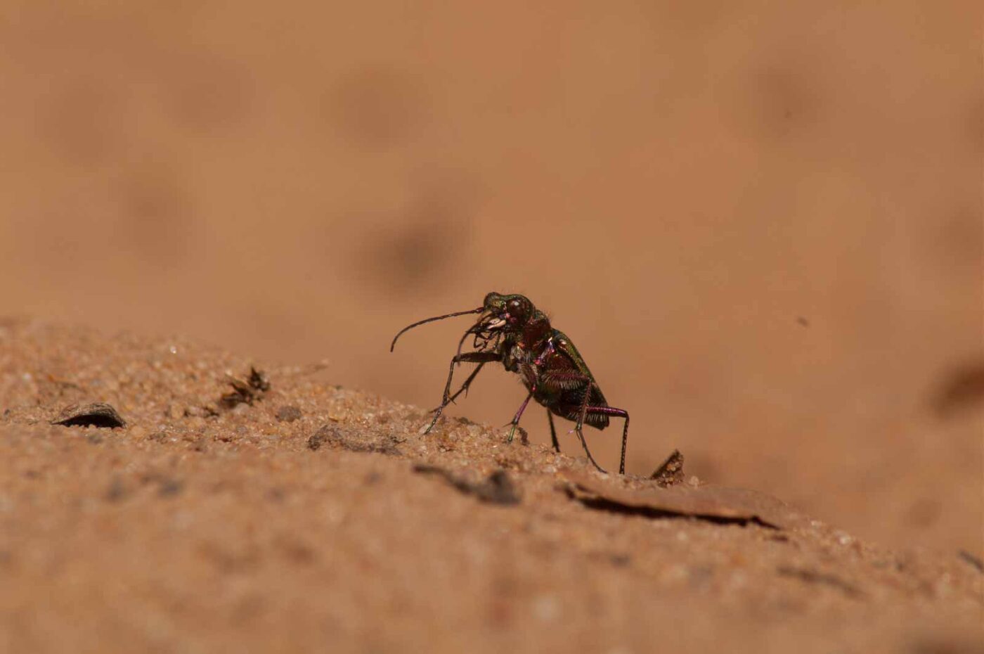 2017-03-31 - NSG Brinksknapp Recklinghausen