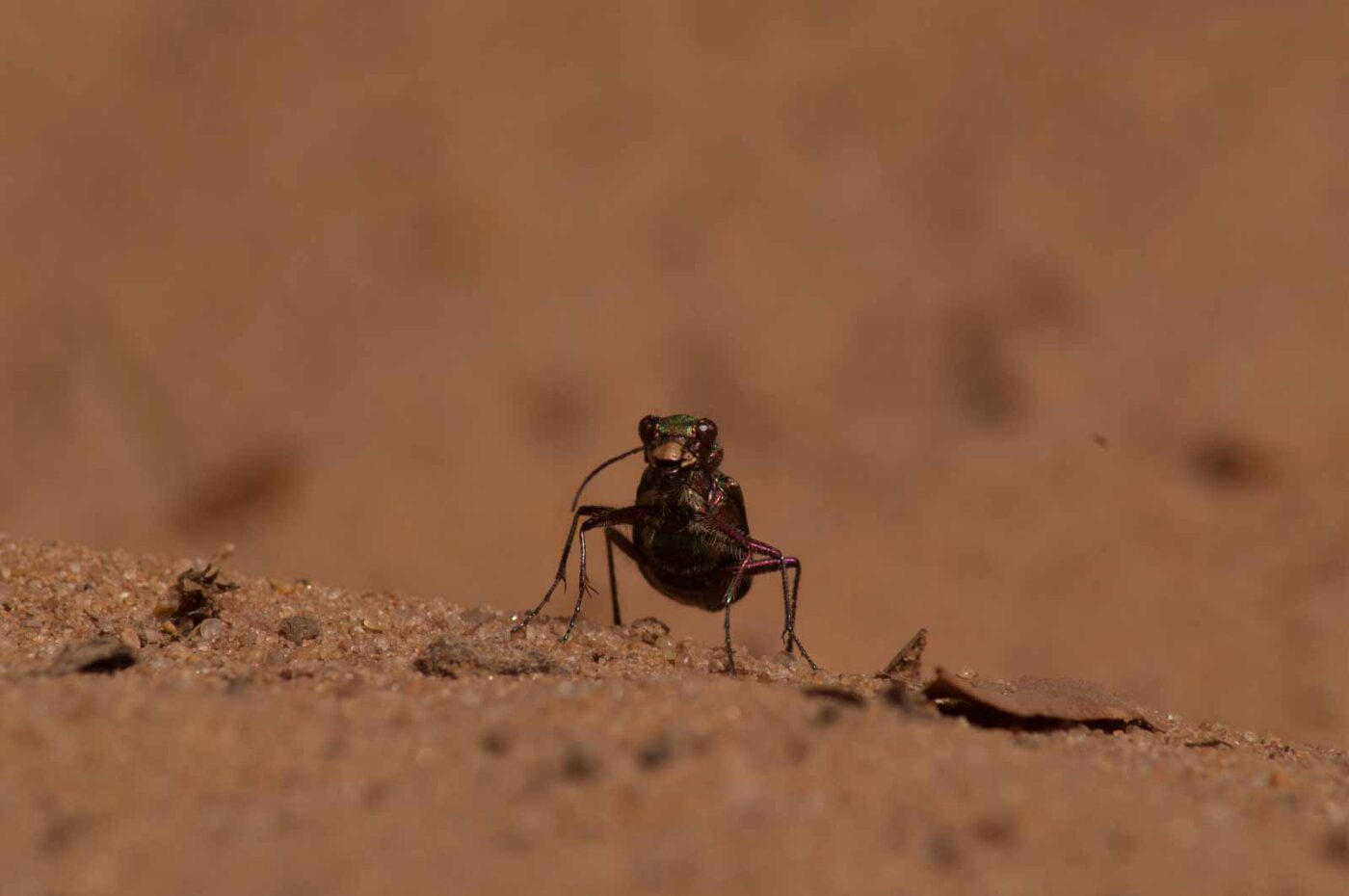 2017-03-31 - NSG Brinksknapp Recklinghausen