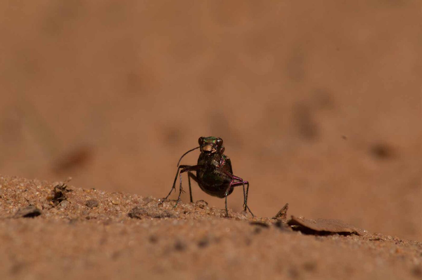 2017-03-31 - NSG Brinksknapp Recklinghausen