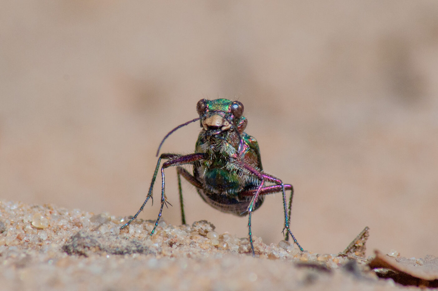 2017-03-31 - NSG Brinksknapp Recklinghausen