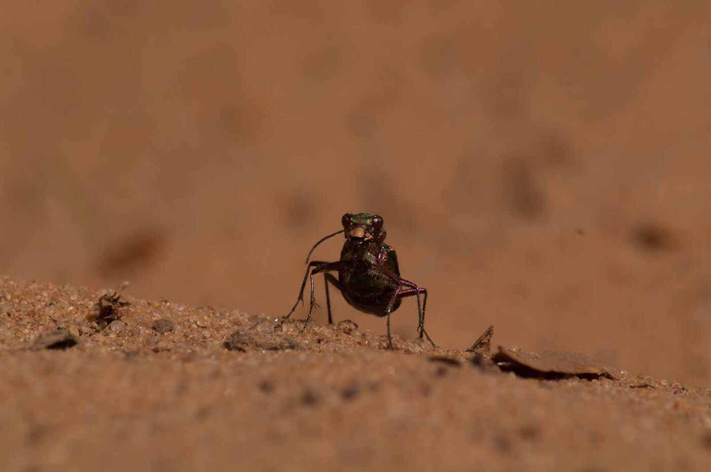 2017-03-31 - NSG Brinksknapp Recklinghausen