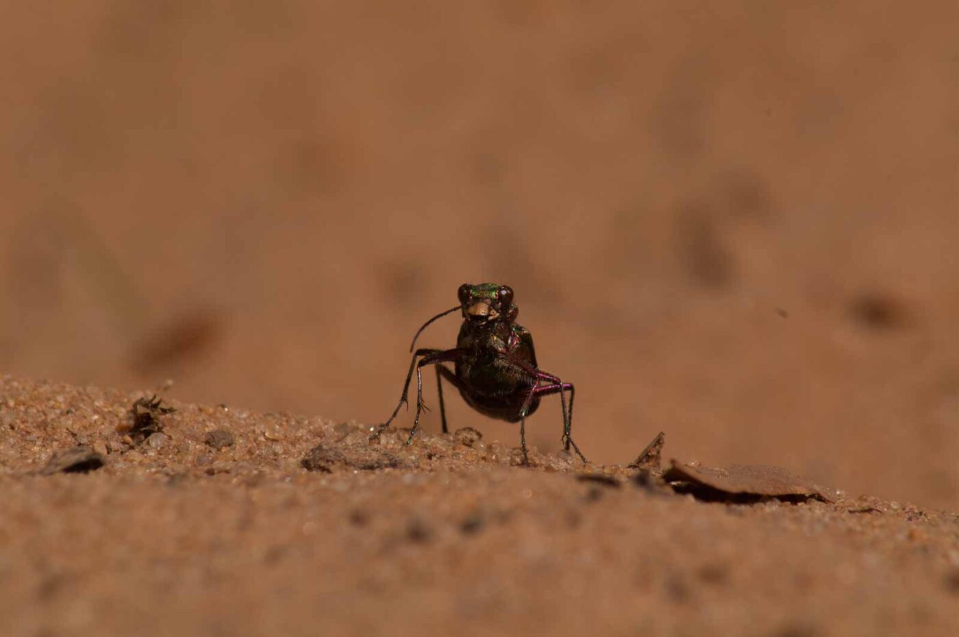 2017-03-31 - NSG Brinksknapp Recklinghausen