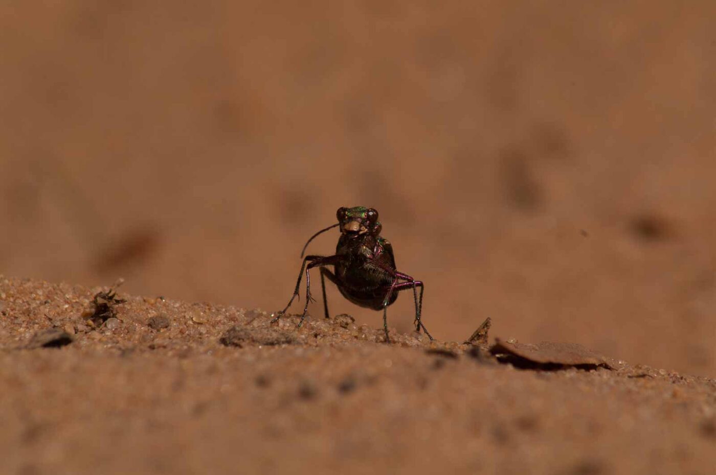 2017-03-31 - NSG Brinksknapp Recklinghausen