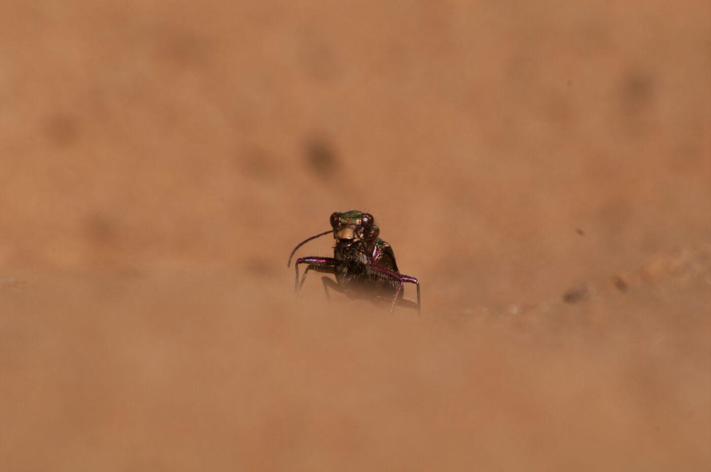 2017-03-31 - NSG Brinksknapp Recklinghausen