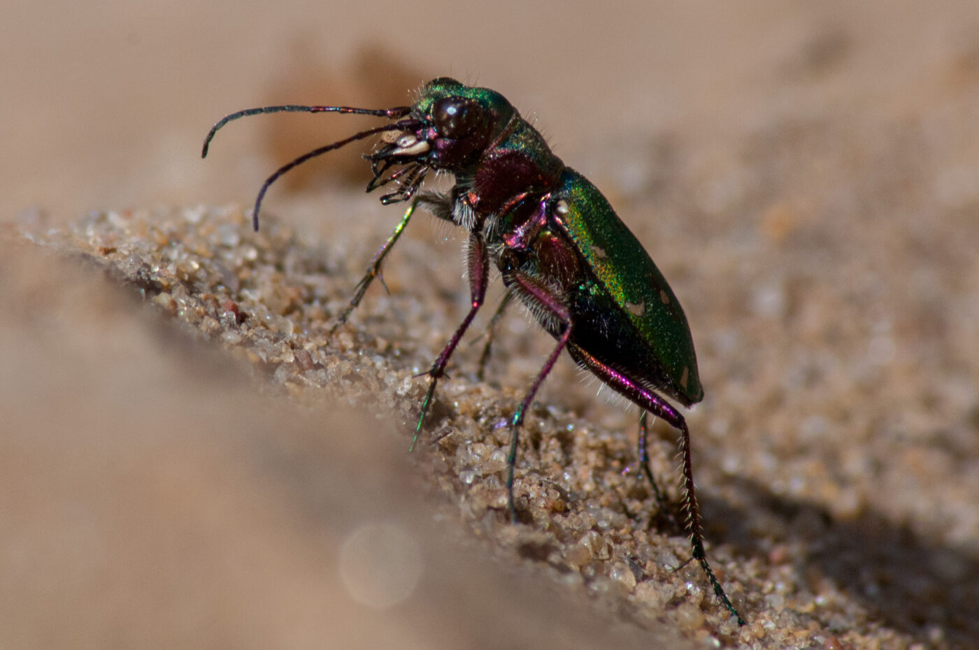 2017-03-31 - NSG Brinksknapp Recklinghausen