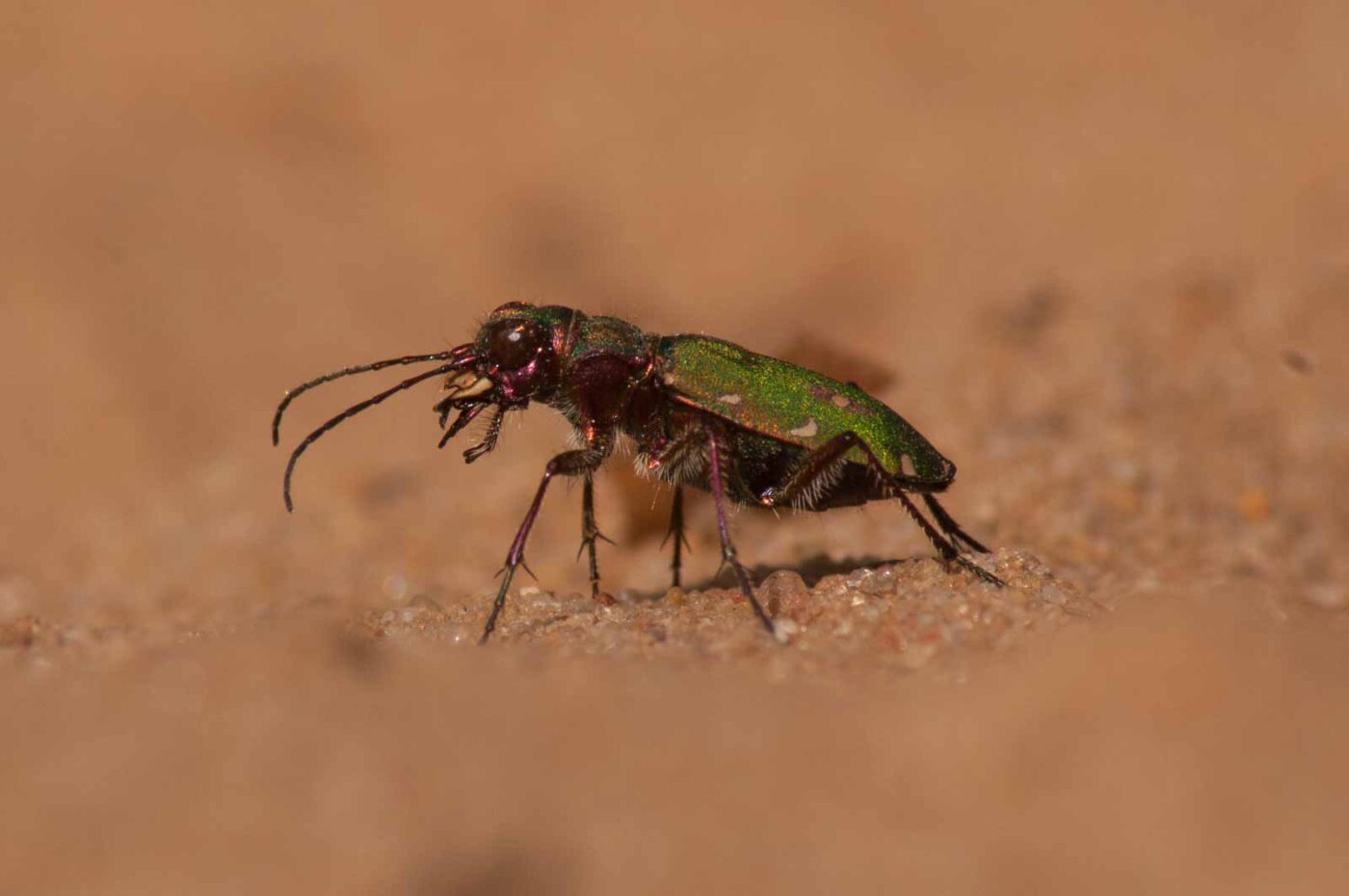 2017-03-31 - NSG Brinksknapp Recklinghausen