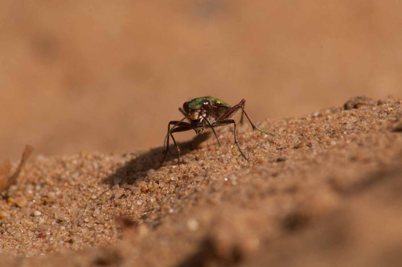 2017-03-31 - NSG Brinksknapp Recklinghausen