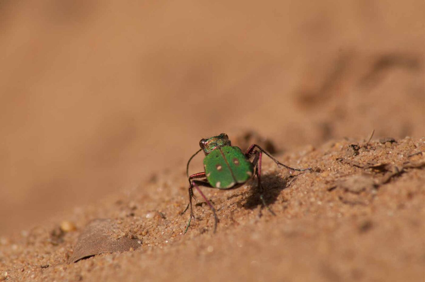 2017-03-31 - NSG Brinksknapp Recklinghausen