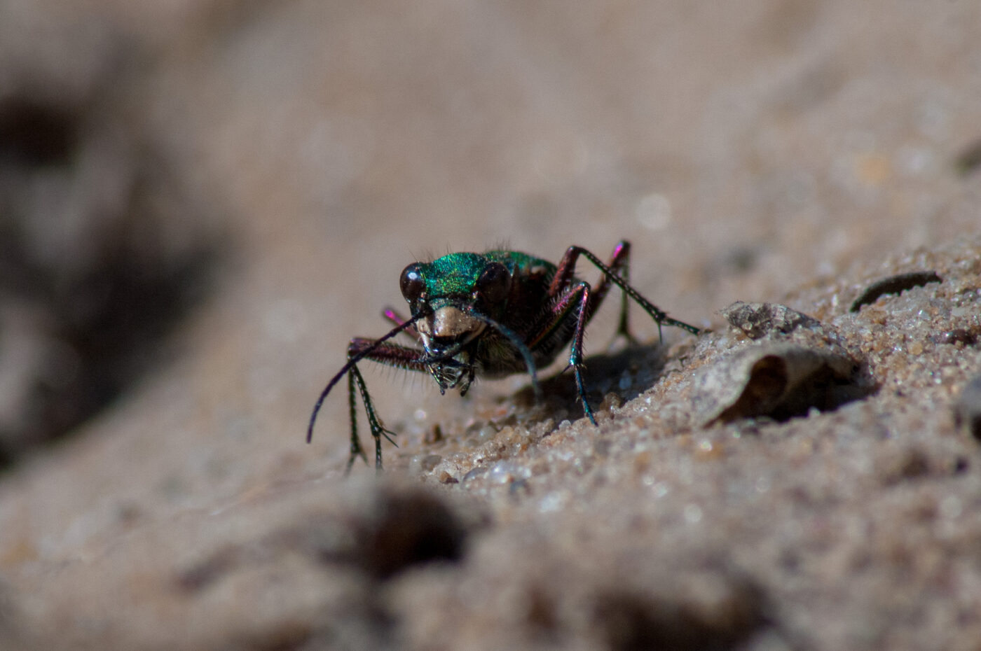 2017-03-31 - NSG Brinksknapp Recklinghausen