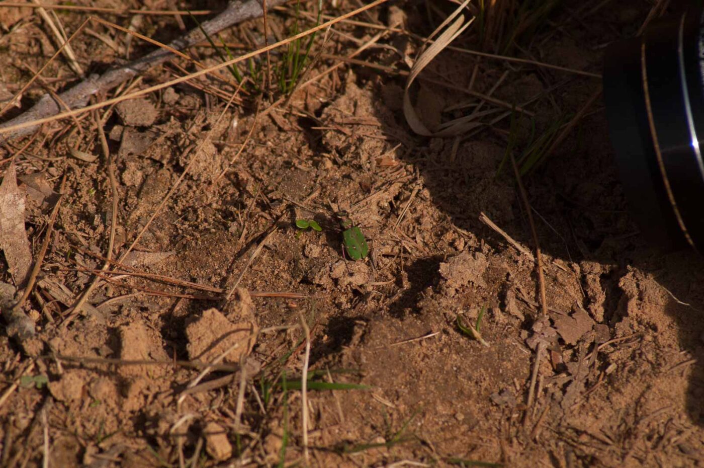 2017-03-31 - NSG Brinksknapp Recklinghausen