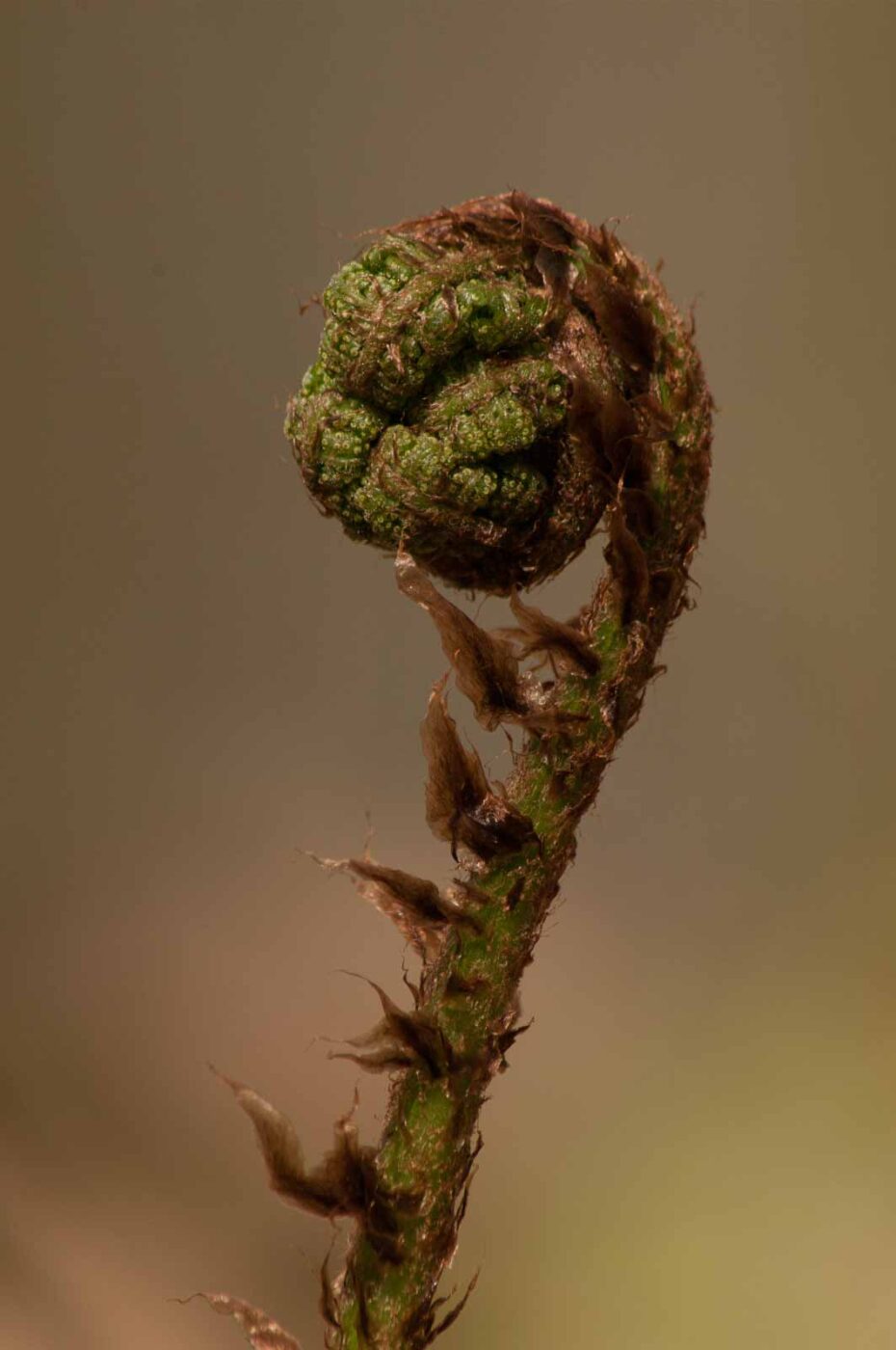 2017-03-31 - NSG Brinksknapp Recklinghausen