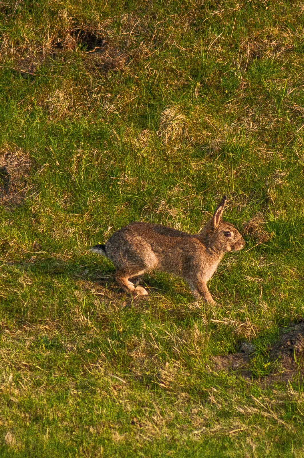 °kaninchen°