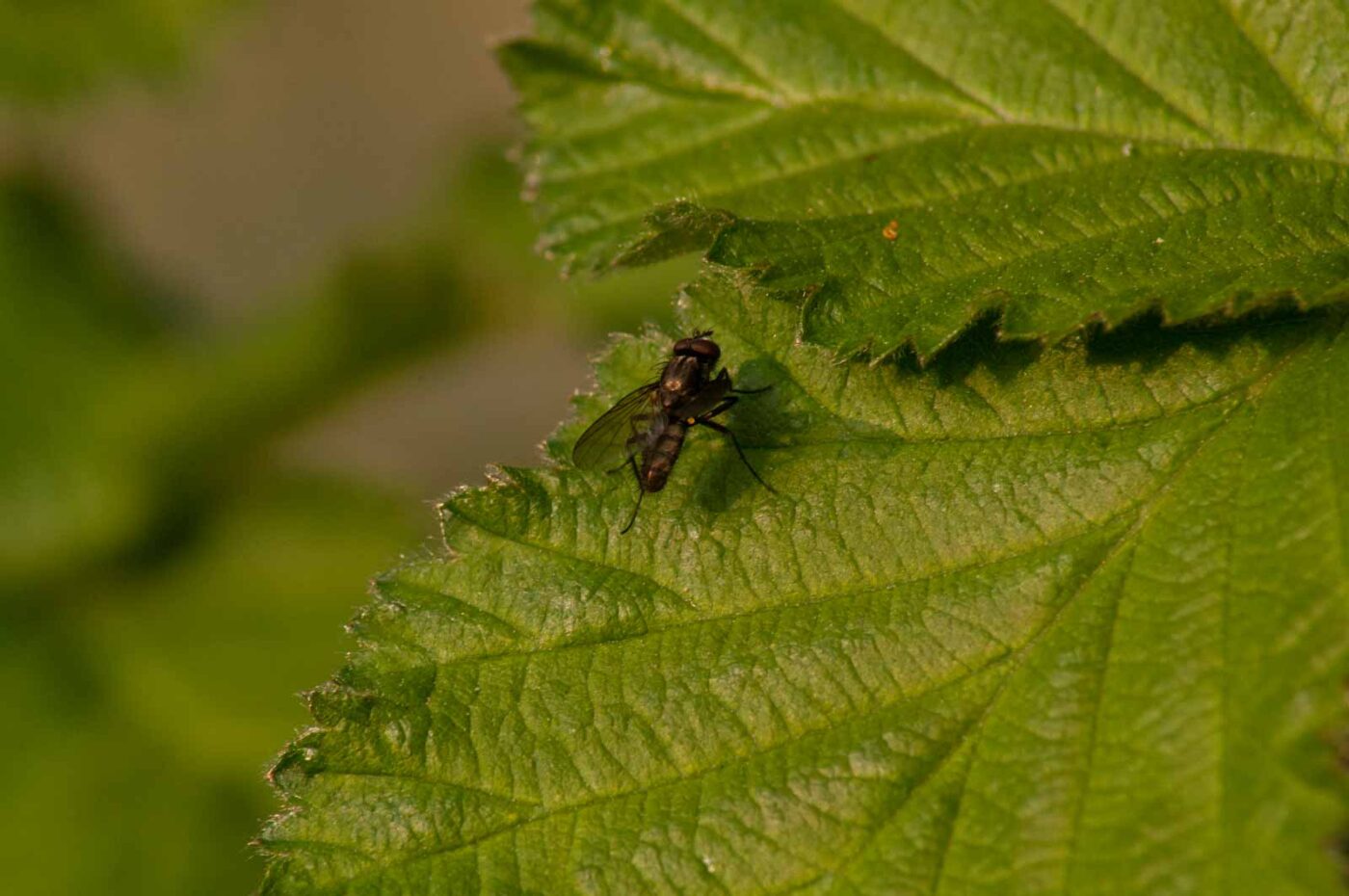 2017-04-08 - EmscherValleyWay Recklinghausen